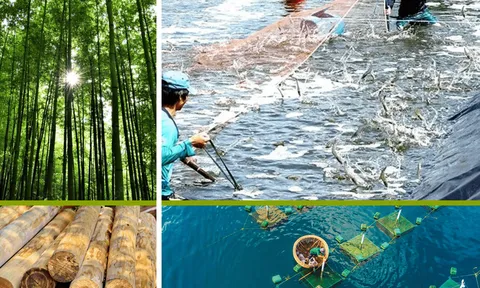 Sản xuất Lâm nghiệp và Thủy sản tháng 10/2025 phát triển trái ngược