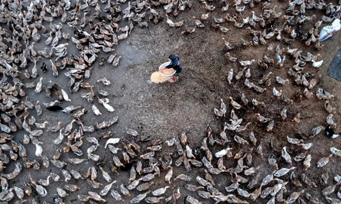 Những yếu tố quyết định việc sử dụng kháng sinh trong chăn nuôi gia cầm tại Việt Nam