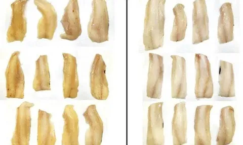Nghiên cứu mới của Na Uy cho thấy việc cấp đông cá quá sớm có thể khiến cá bị đổi màu