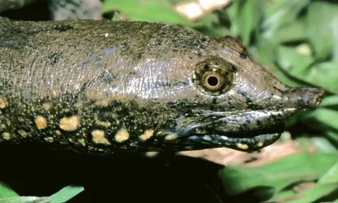 Nhân nuôi bảo tồn ba ba yếm đốm