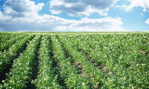 Công cụ số PCN-SP: Bước ngoặt công nghệ trong quản lý tuyến trùng khoai tây