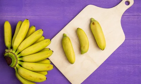 Giống chuối lai mới được đưa vào thử nghiệm có khả năng kháng bệnh TR4