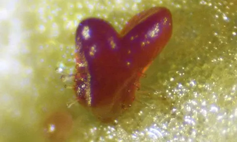 Đột phá công nghệ sinh học: Tái sinh thực vật không cần hormone chỉ với hai gen