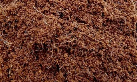 Loại bỏ than bùn khỏi giá thể: Xu hướng của nông nghiệp hiện đại