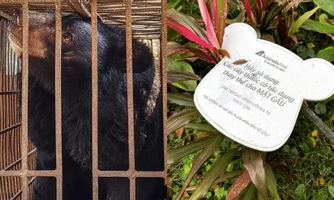 Hành trình bền bỉ khép lại nạn nuôi gấu lấy mật tại Việt Nam