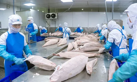 Cá ngừ Việt Nam vào Hà Lan: Cửa mở rộng nhưng cuộc chơi ngày càng khốc liệt
