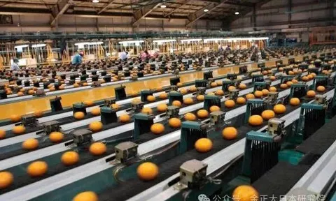 Tại sao hình dạng và kích thước của trái cây và rau quả Nhật Bản lại được chuẩn hóa như vậy?