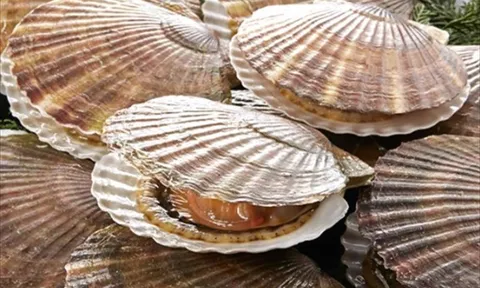 Giá sò điệp Nhật Bản đạt mức cao kỷ lục