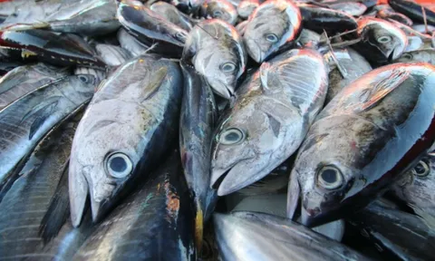 Thị trường cá ngừ Thụy Điển: “Miếng bánh nhỏ” nhưng đáng để đánh đổi chiến lược