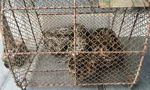 Người dân tự nguyện giao nộp trăn đất và tê tê quý hiếm cho cơ quan chức năng