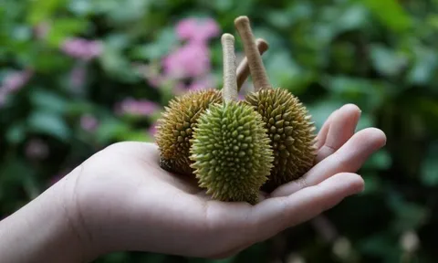 Sầu riêng non: Từ phế phẩm nông nghiệp thành ‘thần dược’ làm đẹp