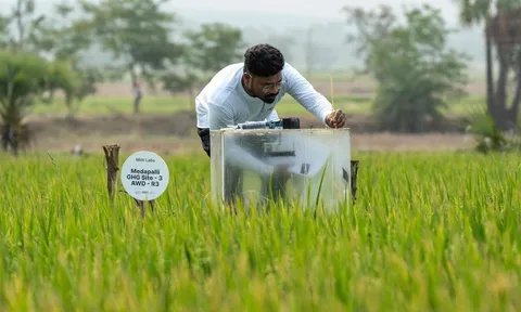 Mitti Labs: Công nghệ kiểm soát phát thải metan từ ruộng lúa