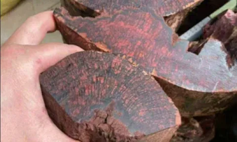 Quảng Trị: Siết chặt quản lý trước tình trạng lùng mua gỗ mán đỉa giá cao bất thường