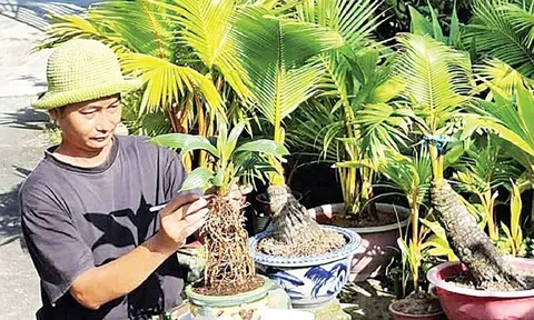 Nghệ thuật bonsai dừa độc đáo ở Đồng Nai: Nâng niu dáng dừa