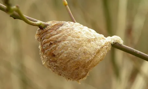 Có một “cục xốp nâu” bám trên cành dâu