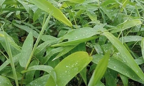 Giấc mơ làm giàu từ lá giang và câu chuyện liên kết chuỗi giá trị