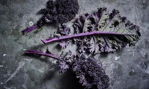 AH Worth đưa giống cải xoăn đỏ tía vào thực đơn cao cấp của người tiêu dùng