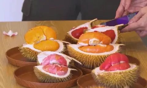 Sầu riêng ruột đỏ Dalit "gây sốt": Malaysia kỳ vọng vào giống bản địa quý hiếm