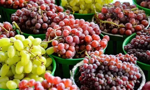 Cuộc đua 'ngôi vương' xuất khẩu nho: Trung Quốc cạnh tranh gay gắt với Peru