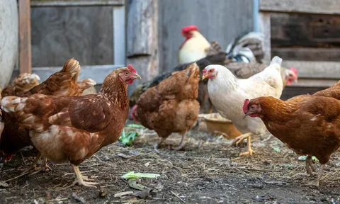 Nghệ An ban hành chính sách hỗ trợ phát triển nông nghiệp, nông thôn giai đoạn 2026-2030