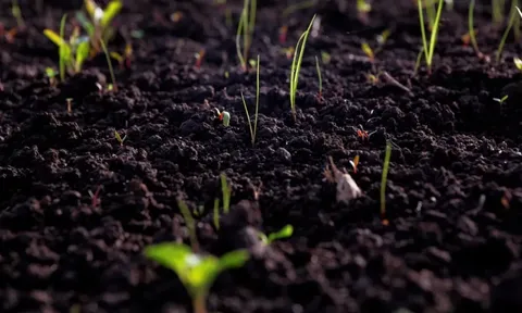 Đất khỏe mạnh: Nền tảng kiến tạo những thành phố xanh kiên cường