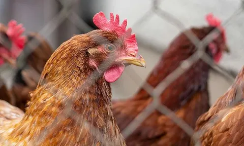 Virus cúm gia cầm có khả năng sinh sôi ở nhiệt độ cao