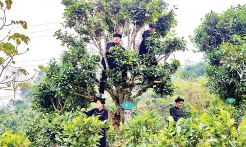 Thái Nguyên nâng tầm giá trị cây chè