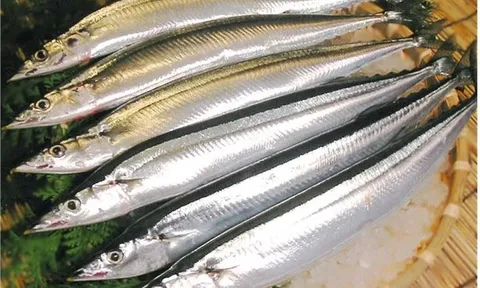 Nhật Bản bứt phá về sản lượng cá thu đao, giành lại vị trí số một thế giới