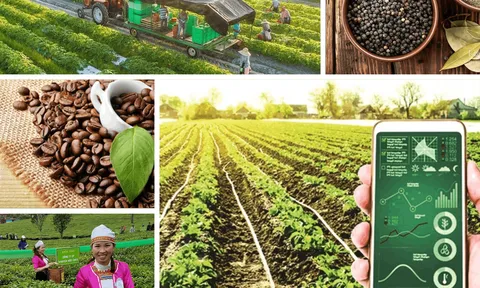 Nông nghiệp đa giá trị: Sự giao thoa cần thiết giữa hiệu suất kinh tế và chiều sâu văn hóa