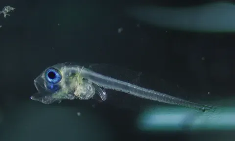 Philippines nhân giống thành công cá ngừ chấm trong hệ thống khép kín