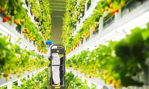 'Nhà máy thực vật' đang định hình lại nền nông nghiệp Trung Quốc