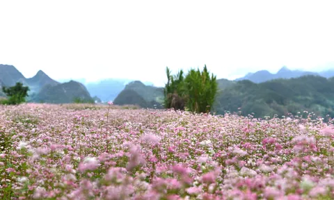 Hoa tam giác mạch trên cao nguyên đá - Khi tư duy nông nghiệp mới đánh thức 'mỏ vàng' đang ngủ yên