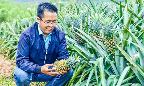 Sức bật nông nghiệp đa giá trị từ những triền dứa Kỳ Hoa