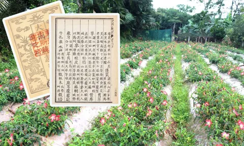 Sâm Thổ Hào: Hành trình từ thư tịch cổ đến hồi sinh giống sâm quý