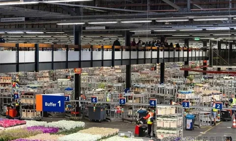 Sàn đấu giá hoa Hà Lan đạt doanh thu 2 tỷ Euro và khởi động triển lãm thương mại mùa xuân