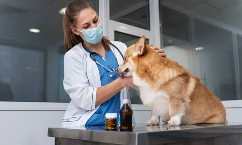 Thuốc trị bọ chét và ve cho thú cưng có thể gây hại cho động vật hoang dã