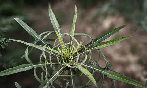 Bồ công anh: Từ thân phận 'cỏ dại' đến triết lý của người biết sống chậm