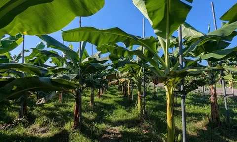 Đài Loan đạt bước tiến mới trong chọn tạo giống chuối kháng bệnh Panama TR4