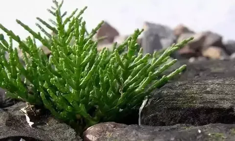 Măng tây biển: Khơi tiềm năng kinh tế trên những 'vùng đất chết' nhiễm mặn