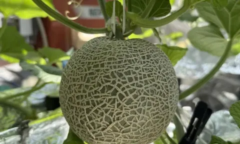 Công nghệ chỉnh sửa gen giúp dưa lưới Nhật Bản kéo dài thời hạn bảo quản tới hai tháng