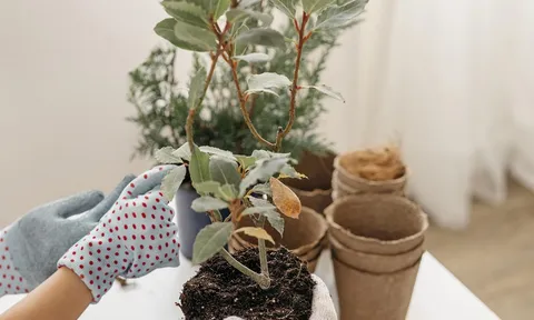 Bí kíp chăm cây cảnh: Từ người mới bắt đầu đến ‘tay chơi’ chuyên nghiệp