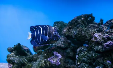 Cảnh báo từ lòng đại dương: Vi nhựa bủa vây các vùng biển xa xôi nhất Thái Bình Dương