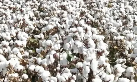 Ấn Độ tổng kiểm tra trực tiếp 100% cơ sở nông nghiệp hữu cơ