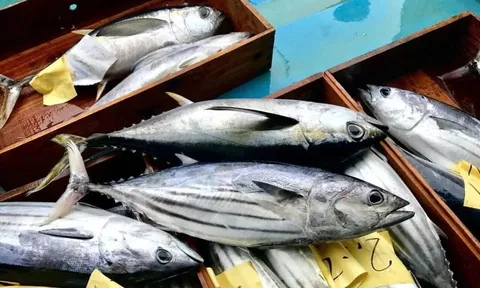 Thị trường cá ngừ toàn cầu trước hai 'gọng kìm': Nguồn cung và chi phí năng lượng