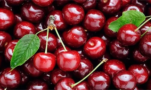 Ngành cherry Chile trước ngưỡng cửa tái cấu trúc vì khủng hoảng dư cung