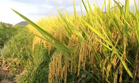 Kỳ 1: Chọn đường đua năng suất hay chọn "căn cước xanh"?