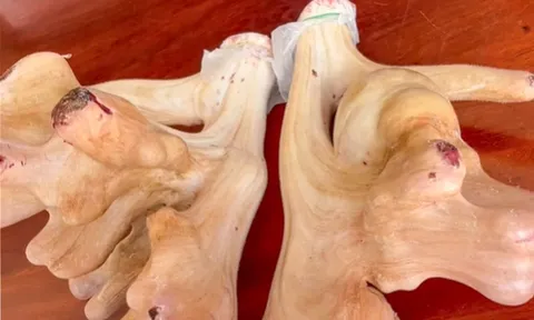 Hộ nuôi hươu sao ở Hà Tĩnh thu hoạch cặp nhung 'khủng' hiếm gặp