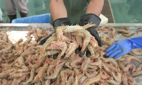 Rót nghìn tỷ vào nuôi tôm, Oman gặt hái 'quả ngọt'