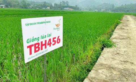 TBH456 'thử lửa' trên nhiều vùng sinh thái, mở ra triển vọng bứt phá