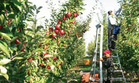 Tốc độ không phải là tất cả: Giải mã rào cản thương mại của robot thu hoạch (kỳ 1)